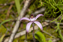 Caladenia hirta
