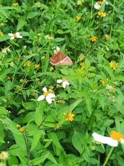 Siproeta epaphus epaphus