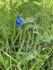 Commelina tuberosa