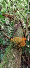 Urera caracasana