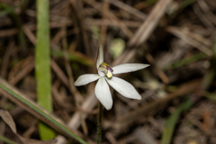 Caladenia saccharata
