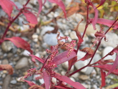 Persicarieae
