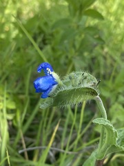 Commelina tuberosa