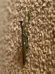 Sphodromantis viridis