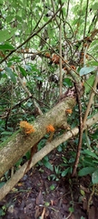 Urera caracasana