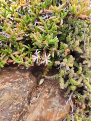 Pelargonium alternans alternans