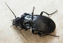 Abax parallelepipedus