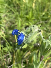 Commelina tuberosa