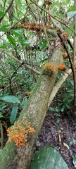 Urera caracasana