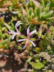 Pelargonium alternans alternans