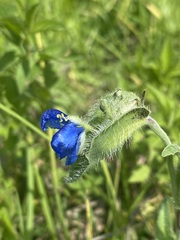 Commelina tuberosa