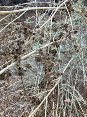 Malacothamnus fasciculatus