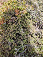 Pelargonium alternans alternans