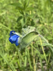 Commelina tuberosa