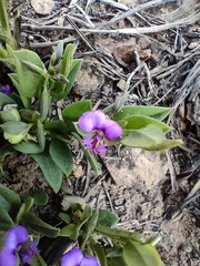Polygala amatymbica