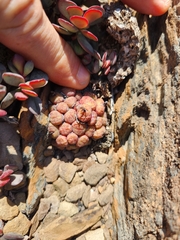 Conophytum ficiforme