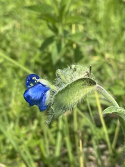 Commelina tuberosa