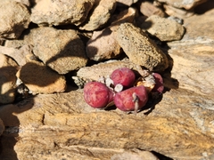 Conophytum ficiforme