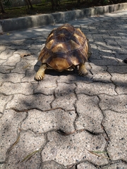 Centrochelys sulcata