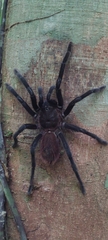 Sericopelma