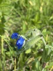 Commelina tuberosa