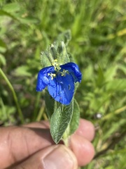 Commelina tuberosa