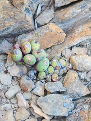 Conophytum ficiforme