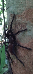 Sericopelma
