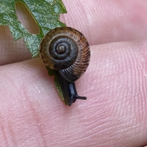 Oscarboettgeria euages