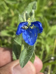 Commelina tuberosa