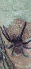Sericopelma