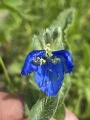 Commelina tuberosa