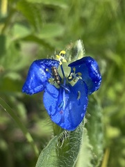 Commelina tuberosa
