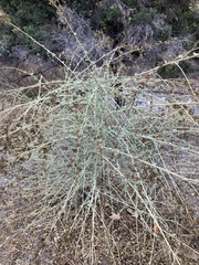 Malacothamnus fasciculatus