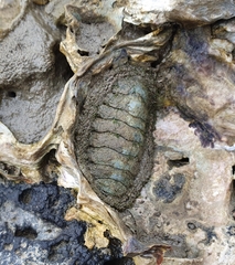 Sypharochiton pelliserpentis
