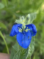 Commelina tuberosa