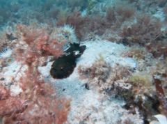 Dendrodoris arborescens