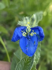 Commelina tuberosa