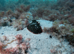 Dendrodoris arborescens