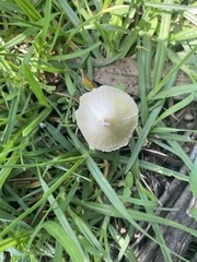 Bolbitius