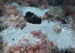 Dendrodoris arborescens