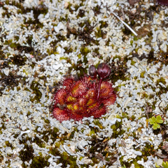 Drosera lowriei