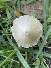 Bolbitius