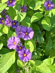 Lycianthes rantonnetii