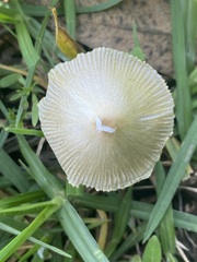 Bolbitius