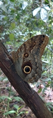 Caligo