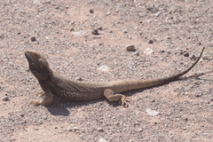 Pogona vitticeps