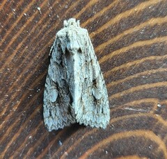 Meganephria bimaculosa