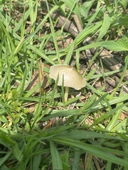 Bolbitius