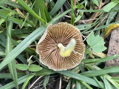 Bolbitius